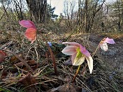 13 Ellebori in fiore